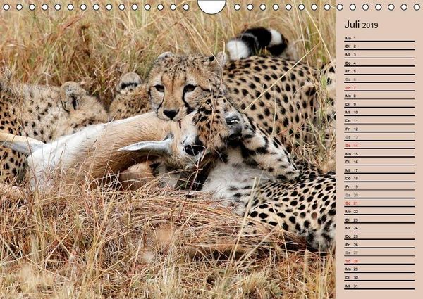 Produktbild: Herzog, M: Geparden - Ein Leben in Afrika (Wandkalender 2019