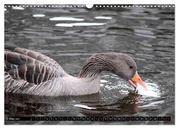 Produktbild: Lovely Water Birds (Wall Calendar 2027 DIN A3 landscape), CALVENDO 12 Month Wall Calendar