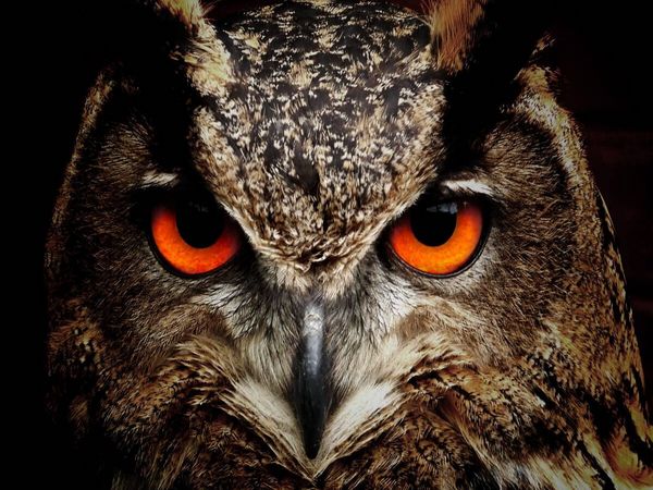 Produktbild: CALVENDO Puzzle Ein Bild aus dem Kalender Eulen - Augen der Nacht | 1000 Teile Lege-Gr&ouml;&szlig;e 64x48cm Foto-Puzzle f&uuml;r gl&uuml;ckliche Stunden