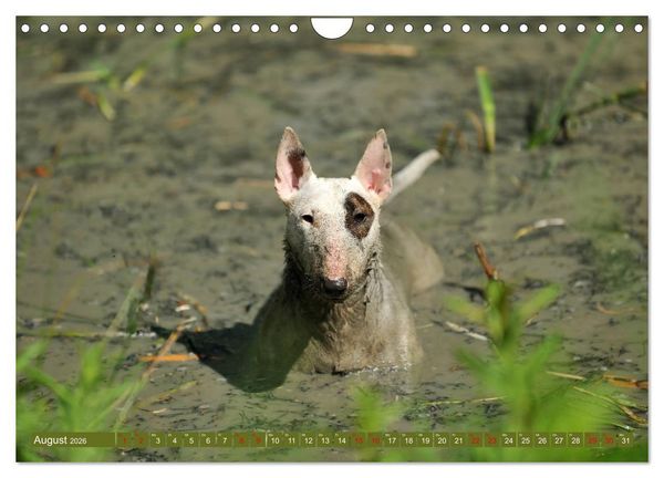 Produktbild: Bullterrier, Powerpakete auf 4 Pfoten (Wandkalender 2026 DIN A4 quer), CALVENDO Monatskalender