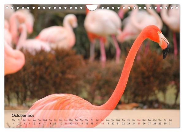 Produktbild: Flamingos Think pink (Wall Calendar 2026 DIN A4 landscape), CALVENDO 12 Month Wall Calendar