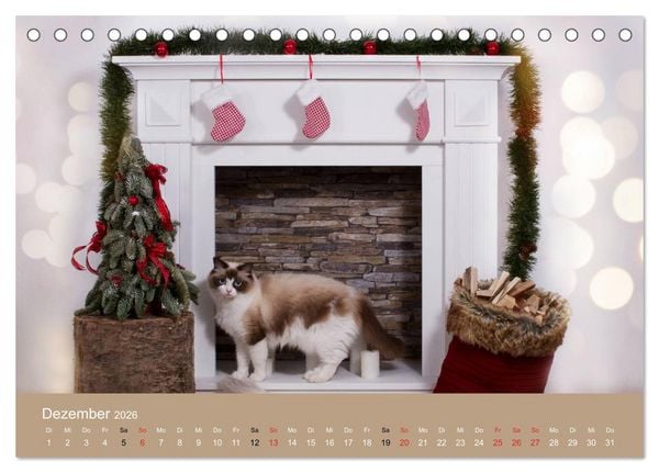 Produktbild: Verliebt in Ragdolls ... die sanfte Katzenrasse (Tischkalender 2026 DIN A5 quer), CALVENDO Monatskalender