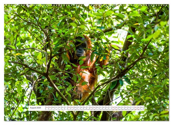 Produktbild: Gunung Leuser Nationalpark und seine Orang Utans (hochwertiger Premium Wandkalender 2026 DIN A2 quer), Kunstdruck in Hochglanz