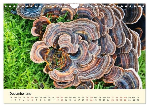 Produktbild: Whispers Beneath the Forest's Moss Mushrooms (Wall Calendar 2026 DIN A4 landscape), CALVENDO 12 Month Wall Calendar