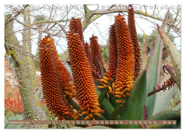 Produktbild: BOTANICACTUS Mallorcas Kakteengarten (Wandkalender 2026 DIN A4 quer), CALVENDO Monatskalender