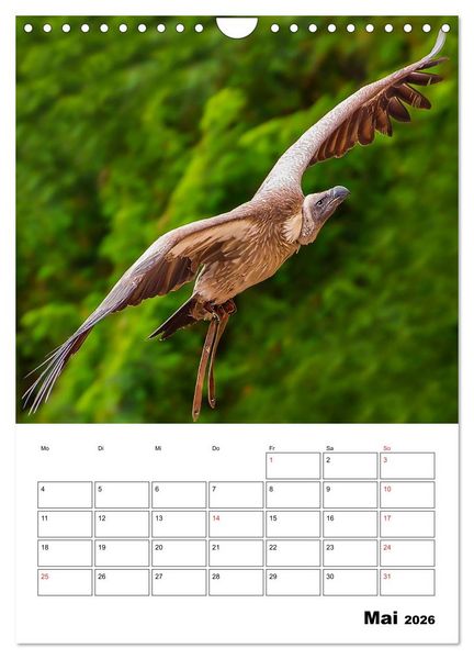 Produktbild: Raub- und Greifv&ouml;gel im Flug (Wandkalender 2026 DIN A4 hoch), CALVENDO Monatskalender