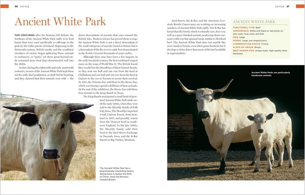 Produktbild: Storey's Illustrated Breed Guide to Sheep, Goats, Cattle and Pigs