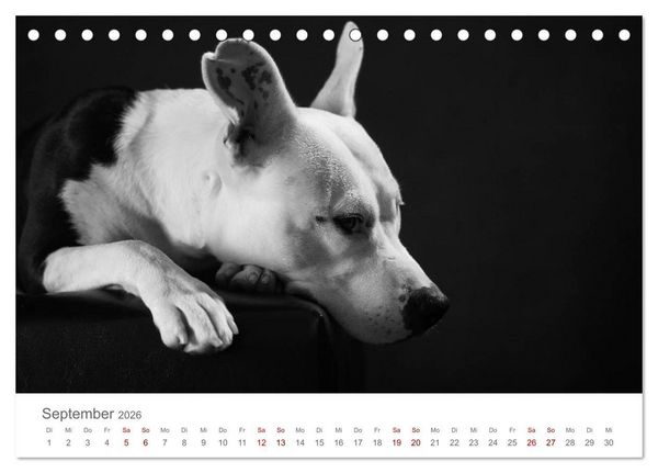Produktbild: Hundeportraits Fine Art (Tischkalender 2026 DIN A5 quer), CALVENDO Monatskalender