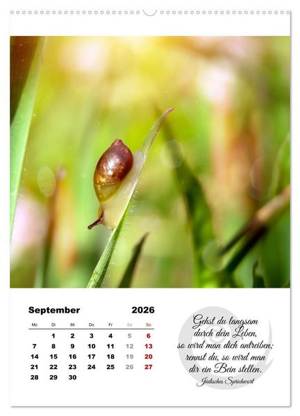 Produktbild: Schnecklein (Wandkalender 2026 DIN A2 hoch), CALVENDO Monatskalender