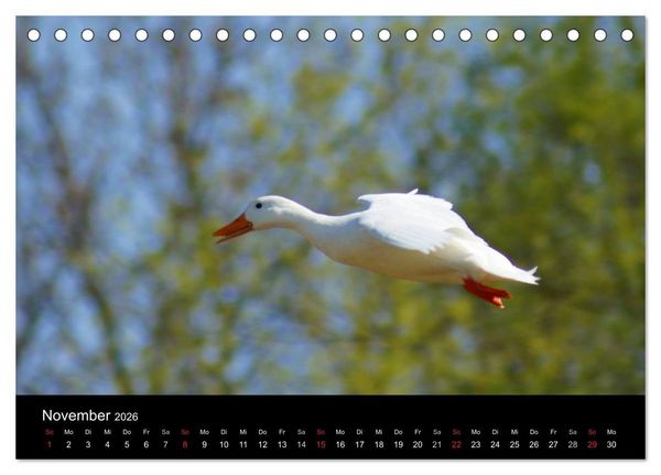 Produktbild: Duck Power (Tischkalender 2026 DIN A5 quer), CALVENDO Monatskalender