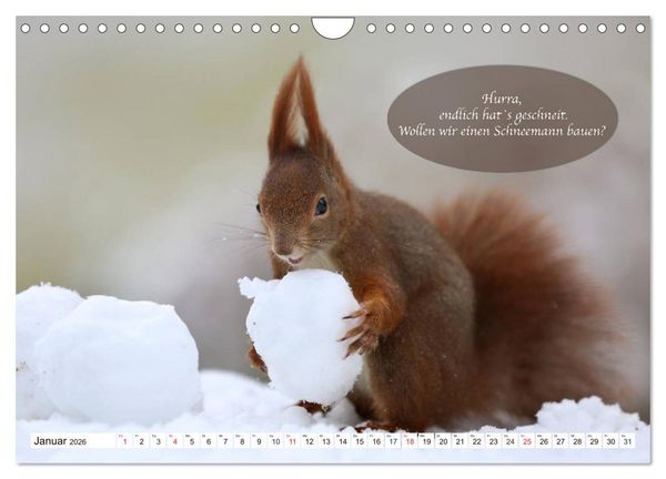 Produktbild: Eichh&ouml;rnchen - Lustige Kurzgeschichten mit den quirligen Wildtieren (Wandkalender 2026 DIN A4 quer), CALVENDO Monatskalender