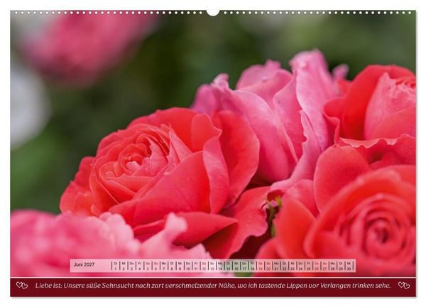 Produktbild: Rosen, Liebe ist (hochwertiger Premium Wandkalender 2027 DIN A2 quer), Kunstdruck in Hochglanz