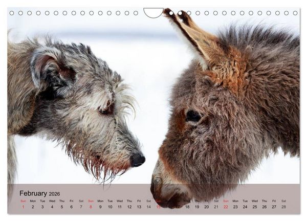 Produktbild: Little Donkey with Friends (Wall Calendar 2026 DIN A4 landscape), CALVENDO 12 Month Wall Calendar