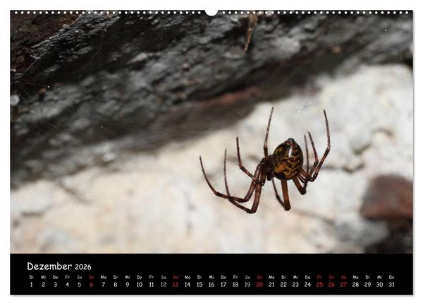 Produktbild: Heimische Spinnen (hochwertiger Premium Wandkalender 2026 DIN A2 quer), Kunstdruck in Hochglanz