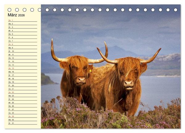 Produktbild: Schottische Hochlandrinder. Freundlich, sch&ouml;n und robust (Tischkalender 2026 DIN A5 quer), CALVENDO Monatskalender