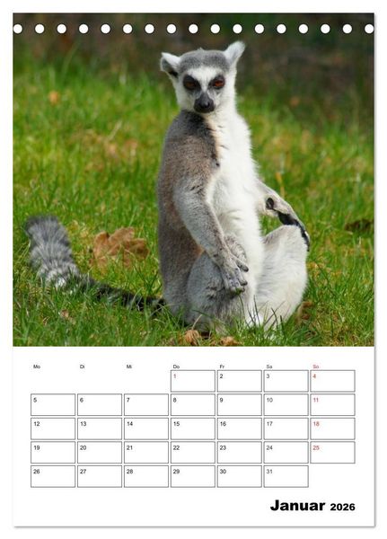 Produktbild: Katta Terminplaner (Tischkalender 2026 DIN A5 hoch), CALVENDO Monatskalender