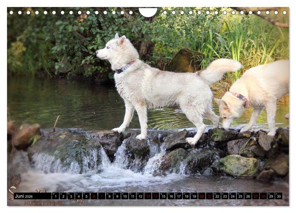 Produktbild: Faszination Husky (Wandkalender 2026 DIN A4 quer), CALVENDO Monatskalender