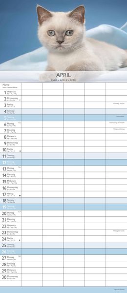 Kätzchen 2026 Familienplaner - Familienkalender - Wandkalender - 19,5x45