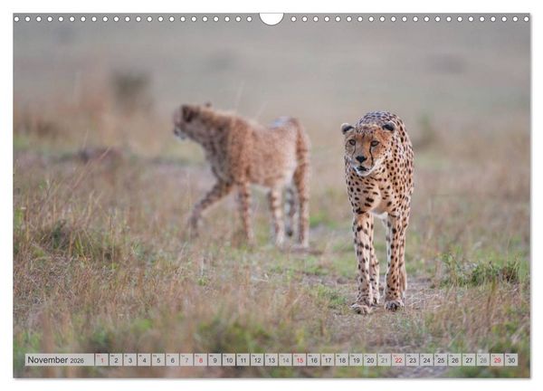 Produktbild: Emotionale Momente: Geparden (Wandkalender 2026 DIN A3 quer), CALVENDO Monatskalender