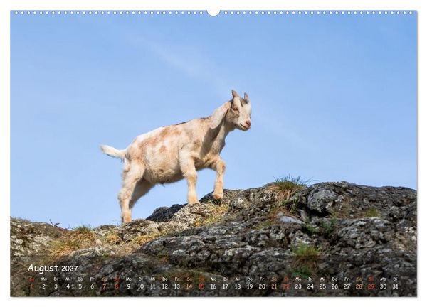 Produktbild: Albziegen (hochwertiger Premium Wandkalender 2027 DIN A2 quer), Kunstdruck in Hochglanz