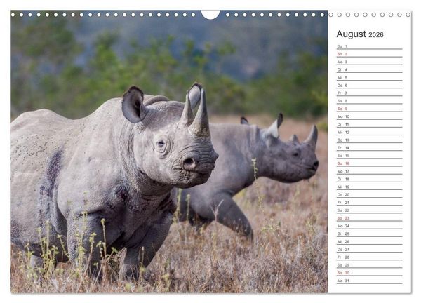 Produktbild: Emotionale Momente: Nash&ouml;rner (Wandkalender 2026 DIN A3 quer), CALVENDO Monatskalender