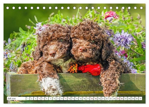Produktbild: Lagotto Romagnolo Welpen - Sieben kleine Weltentdecker auf gro&szlig;er Fahrt (Tischkalender 2026 DIN A5 quer), CALVENDO Monatskalender