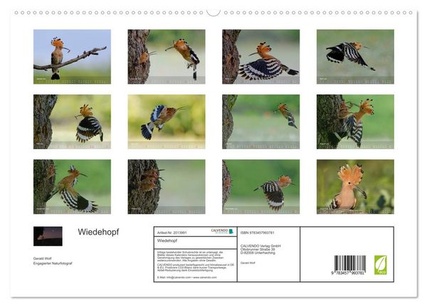 Produktbild: Wiedehopf (hochwertiger Premium Wandkalender 2026 DIN A2 quer), Kunstdruck in Hochglanz