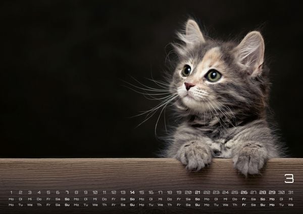 Produktbild: Miau Kids - kleine Tiger ganz gro&szlig; - Der Katzenkalender - 2027 - Kalender DIN A2