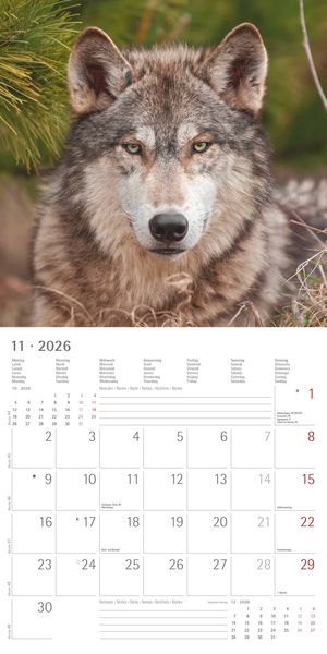 Produktbild: Wölfe 2026 - Broschürenkalender 30x30 cm (30x60 geöffnet) - Kalender mit Platz für Notizen - Wolves - Bildkalender - Wandplaner - Alpha Edition