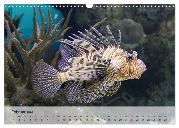Produktbild: In der Meerestiefe. Fische und Korallen im ewigen Blau (Wandkalender 2026 DIN A3 quer), CALVENDO Monatskalender