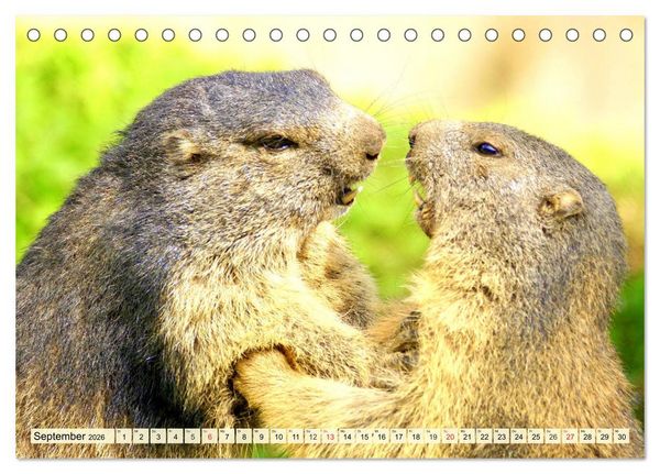 Produktbild: Nagetiere. Hamster, Kaninchen und Co. (Tischkalender 2026 DIN A5 quer), CALVENDO Monatskalender