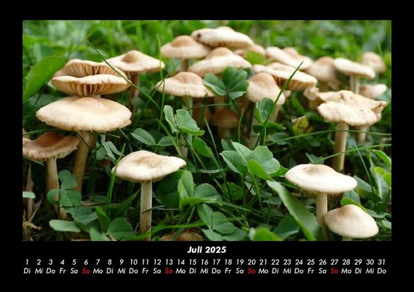 Produktbild: Pilzkalender 2025 Fotokalender DIN A3
