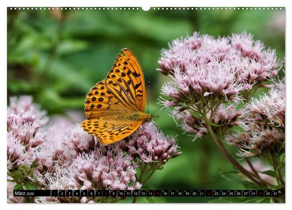 Produktbild: Allg&auml;u - Natur pur (hochwertiger Premium Wandkalender 2026 DIN A2 quer), Kunstdruck in Hochglanz