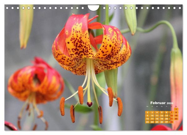 Produktbild: Lilien (Lilium) (Wandkalender 2026 DIN A4 quer), CALVENDO Monatskalender