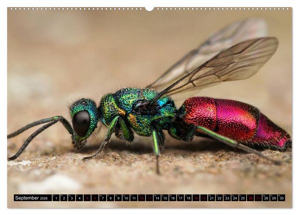Produktbild: Faszination Makrofotografie: Wespen und Bienen (hochwertiger Premium Wandkalender 2026 DIN A2 quer), Kunstdruck in Hochglanz