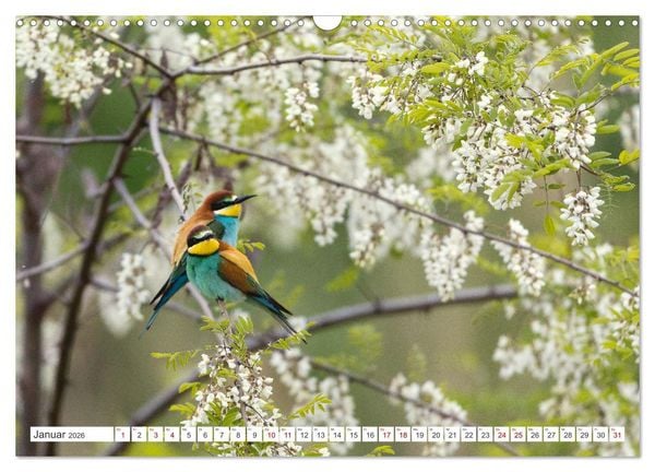 Produktbild: Bunte Flieger (Wandkalender 2026 DIN A3 quer), CALVENDO Monatskalender