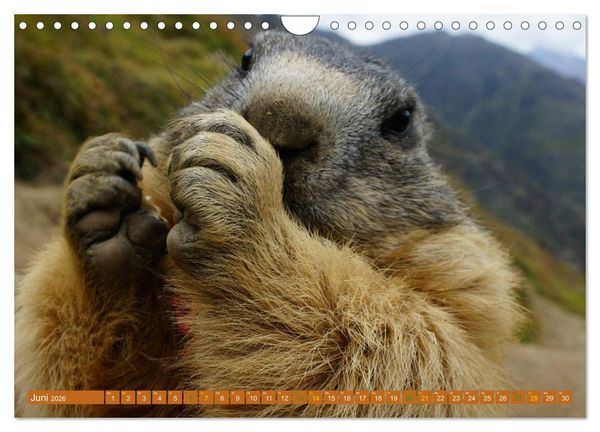 Produktbild: Und ewig pfeift das Murmeltier (Wandkalender 2026 DIN A4 quer), CALVENDO Monatskalender