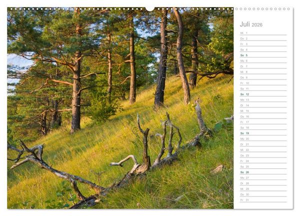 Produktbild: Im Deutschen Wald 2026 - ein Notizkalender (Wandkalender 2026 DIN A2 quer), CALVENDO Monatskalender
