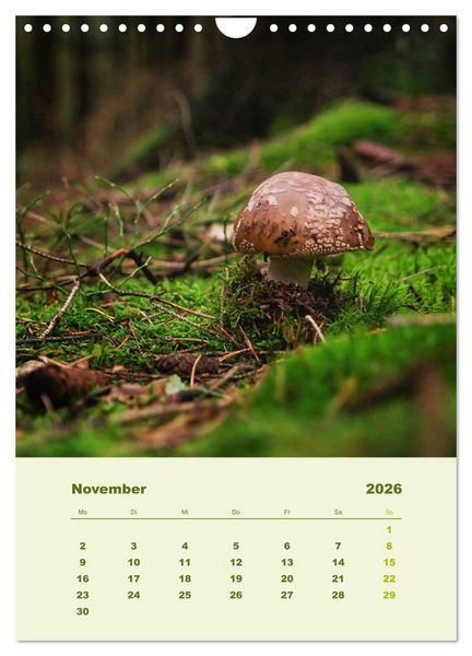Produktbild: Wundersame Welt der Pilze (Wandkalender 2026 DIN A4 hoch), CALVENDO Monatskalender