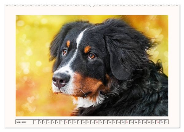 Produktbild: Berner Sennenhunde - Tr&auml;umereien (Wandkalender 2026 DIN A2 quer), CALVENDO Monatskalender