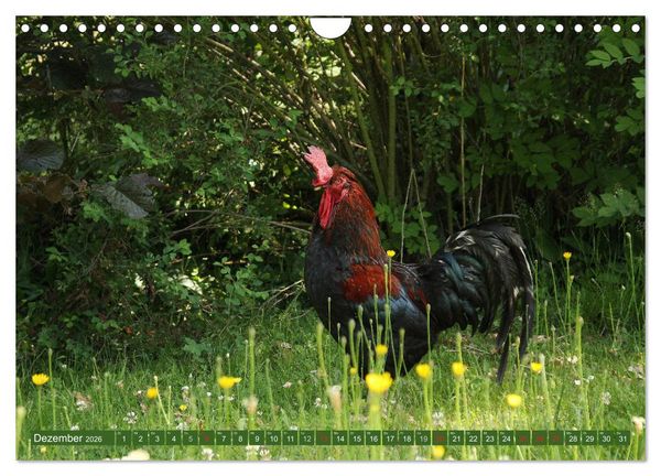 Produktbild: Hannoversches Wendland Vertr&auml;umtes Landleben (Wandkalender 2026 DIN A4 quer), CALVENDO Monatskalender