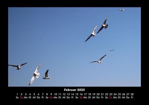 Produktbild: M&ouml;wen 2025 Fotokalender DIN A3
