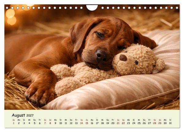 Produktbild: Rhodesian Ridgeback - Welpenzauber (Wandkalender 2027 DIN A4 quer), CALVENDO Monatskalender