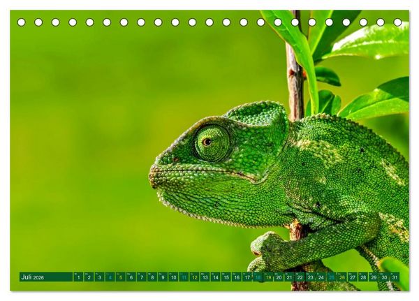 Produktbild: Cham&auml;leon - exotisches Reptil (Tischkalender 2026 DIN A5 quer), CALVENDO Monatskalender