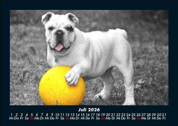 Produktbild: Der Hundekalender 2026 Fotokalender DIN A5