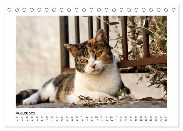 Produktbild: Stra&szlig;entiger auf Samtpfoten (Tischkalender 2026 DIN A5 quer), CALVENDO Monatskalender