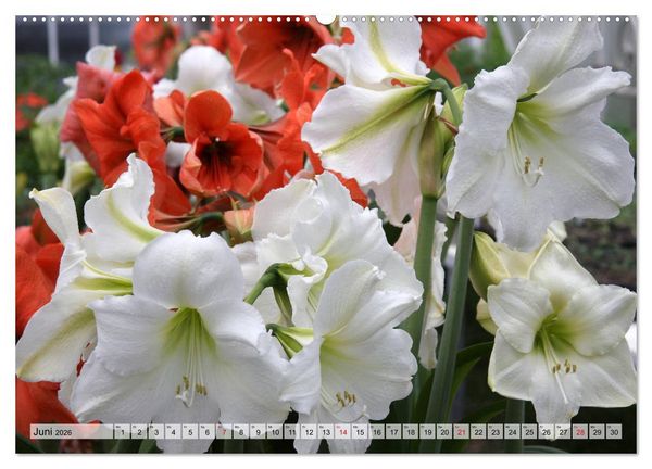 Produktbild: Amaryllis-Bl&uuml;ten (Wandkalender 2026 DIN A2 quer), CALVENDO Monatskalender