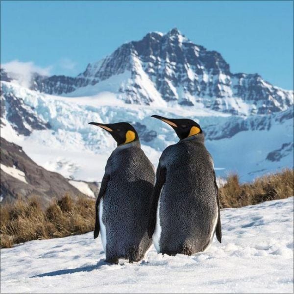 Produktbild: Pinguine 2027