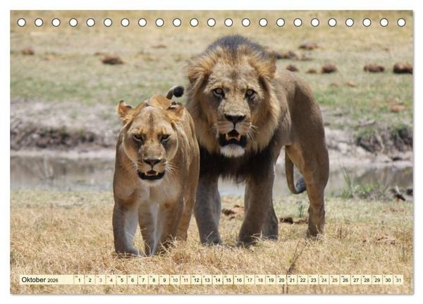 Produktbild: Afrika. Botswanas wundervolle Tierwelt (Tischkalender 2026 DIN A5 quer), CALVENDO Monatskalender