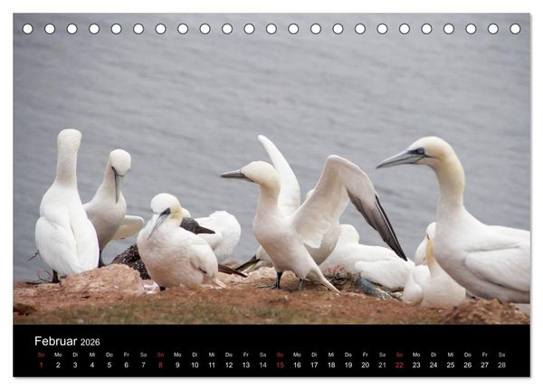 Produktbild: Helgoland - idyllische Nordseeinsel (Tischkalender 2026 DIN A5 quer), CALVENDO Monatskalender